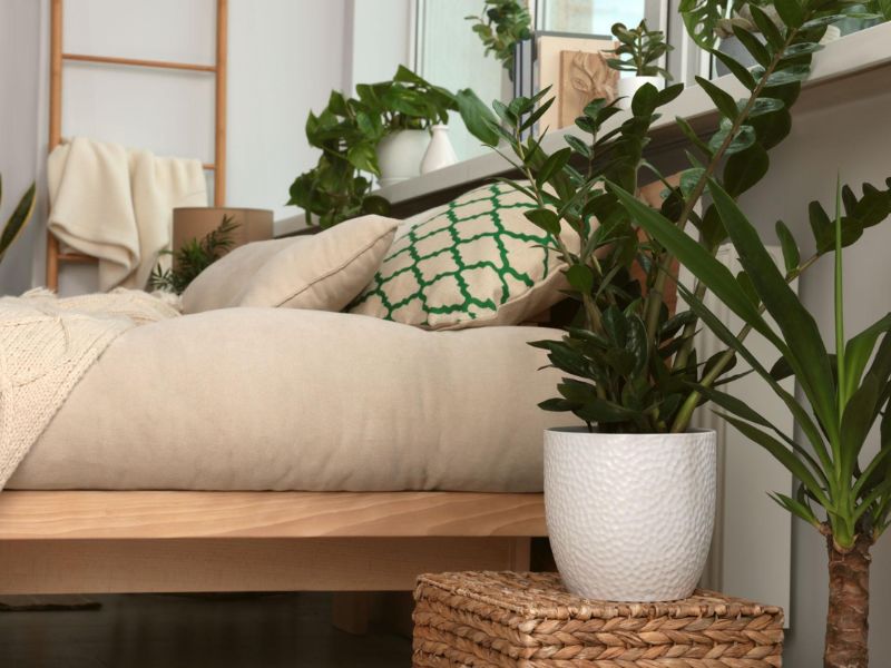 nature plants close to a cozy bed