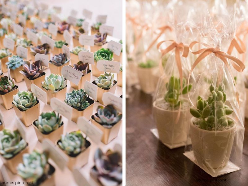 Mini succulent wedding favors in small pots arranged as eco-friendly guest gifts